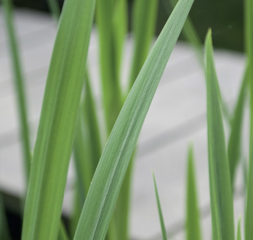 Hoveniersbedrijf de Nieuwe Tuin